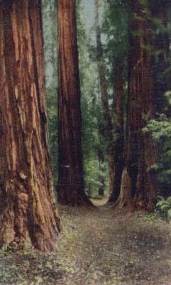Redwood Autópálya, Kaliforniai Képeslap